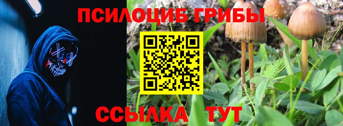 Псилоцибиновые грибы Cubensis Торжок